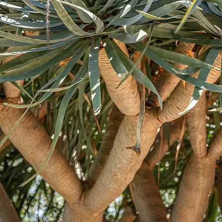 La Luna Di Carta * Ischia
